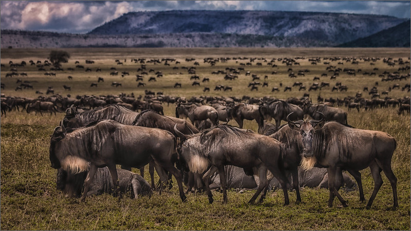 8 Days Kenya and Tanzania Wildebeest Migration Adventure