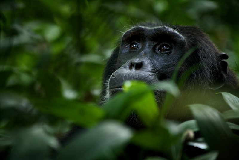 8 Days Uganda Primates and Game Drives