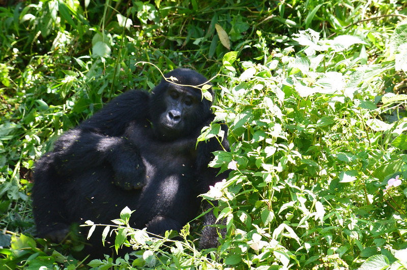 8 Days Uganda Primates and Wildlife Via Kigali