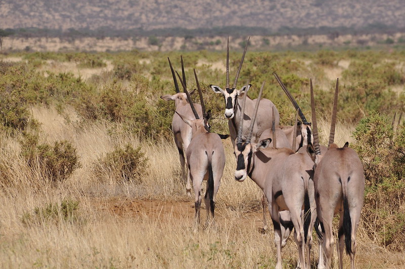 9 Day Samburu-Masai mara & Gorilla Trekking Fly-in Safari