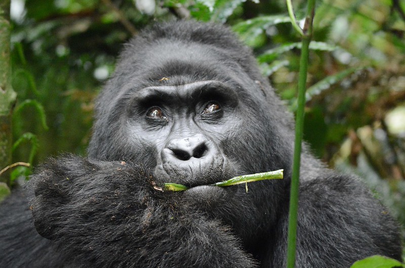 Bwindi Gorilla Habituation Experience