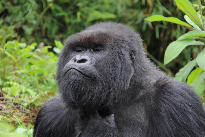 Bwindi gorilla families