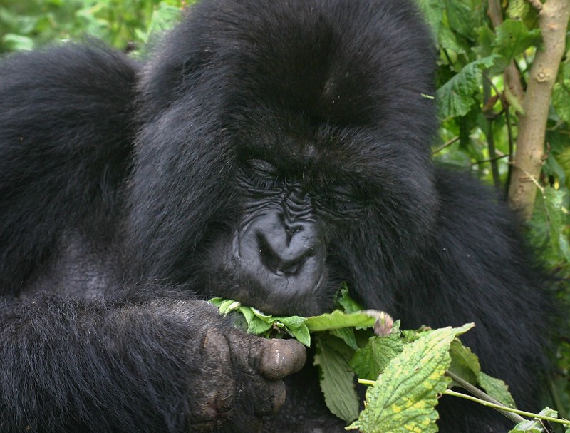 Gorilla Habituation Adventure
