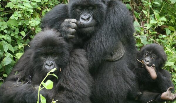 Gorilla Trekking Congo