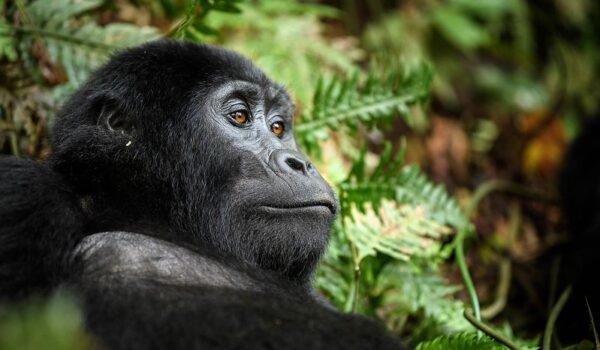 Gorilla Trekking In Uganda – A Guide To See Gorillas In Uganda