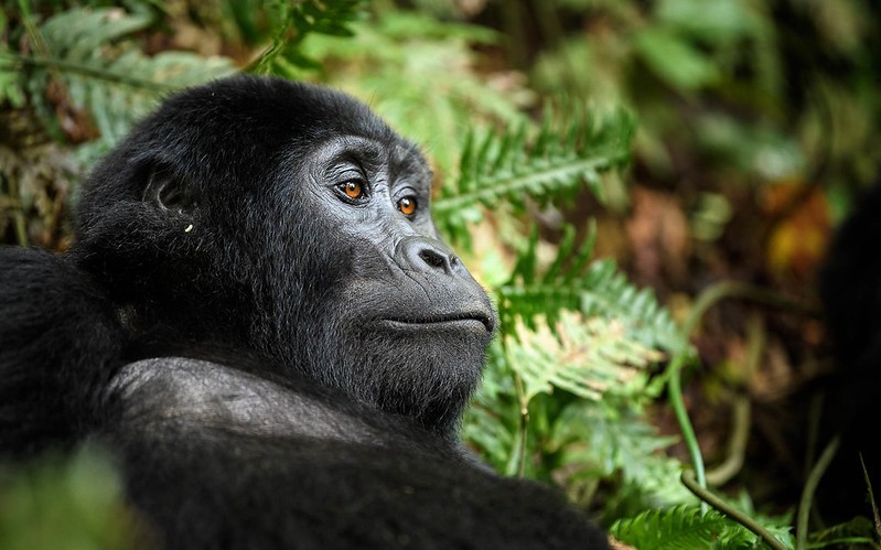 Gorilla Trekking in Uganda – A Guide to see Gorillas in Uganda