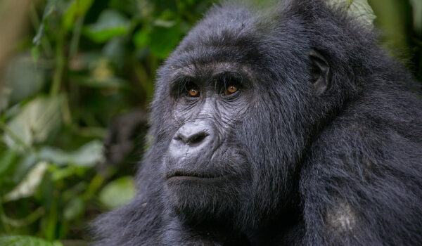 Gorilla Permit Booking