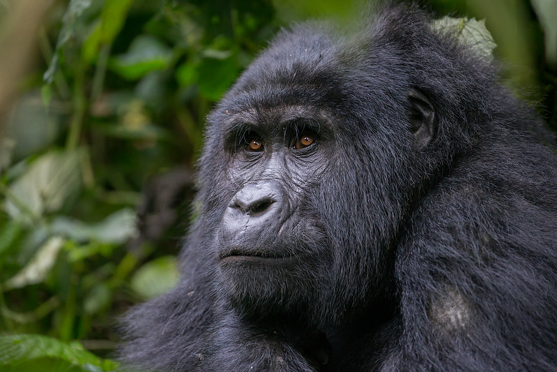 Gorilla Permit Booking