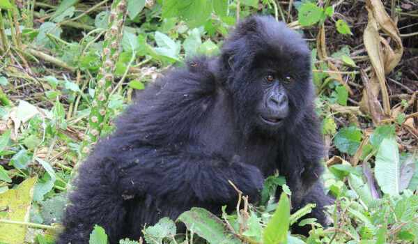 Gorilla Trekking Guidelines