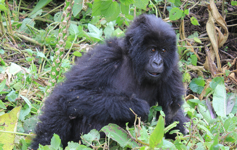 Gorilla trekking guidelines
