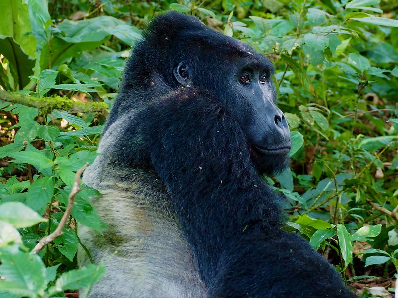Gorilla trekking tour in Uganda