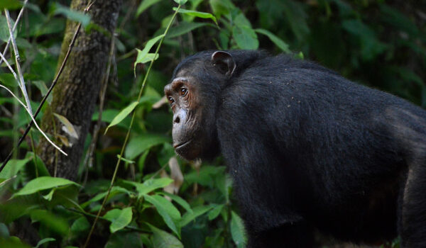 Mahale Mountains Chimpanzee Trekking