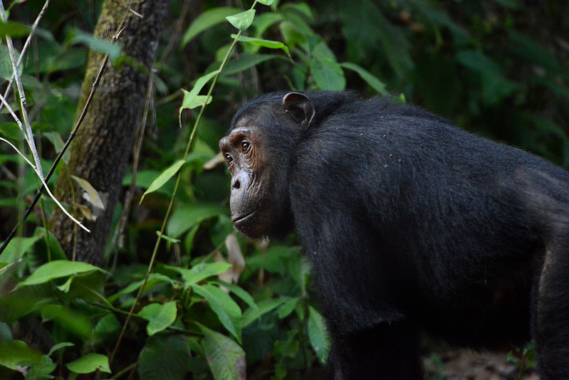 Mahale Mountains Chimpanzee Trekking