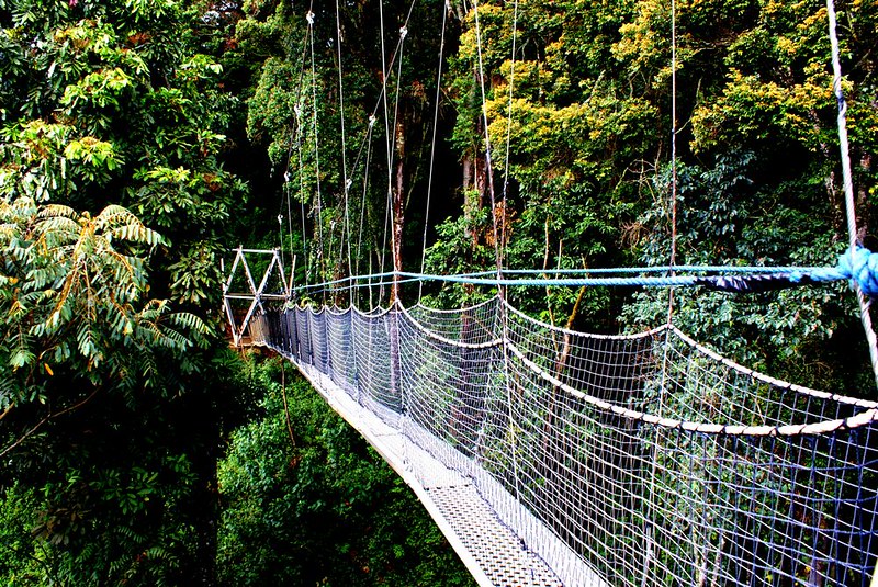 Nyungwe Forest National Park Canopy walk