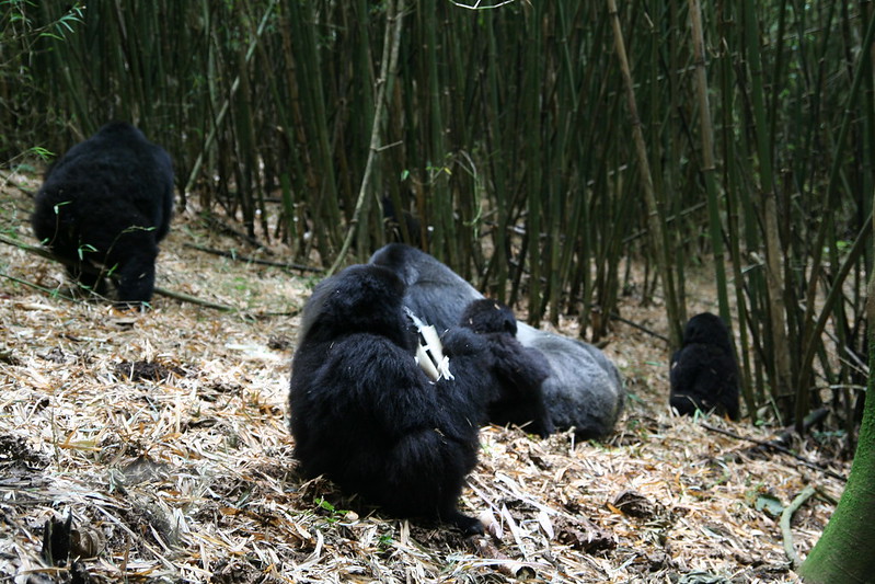 Rwanda Gorilla Families