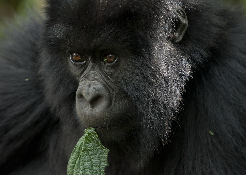 Rwanda Gorilla Trekking