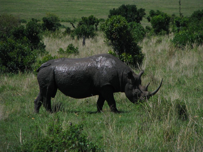 Samburu Black Rhino Tracking