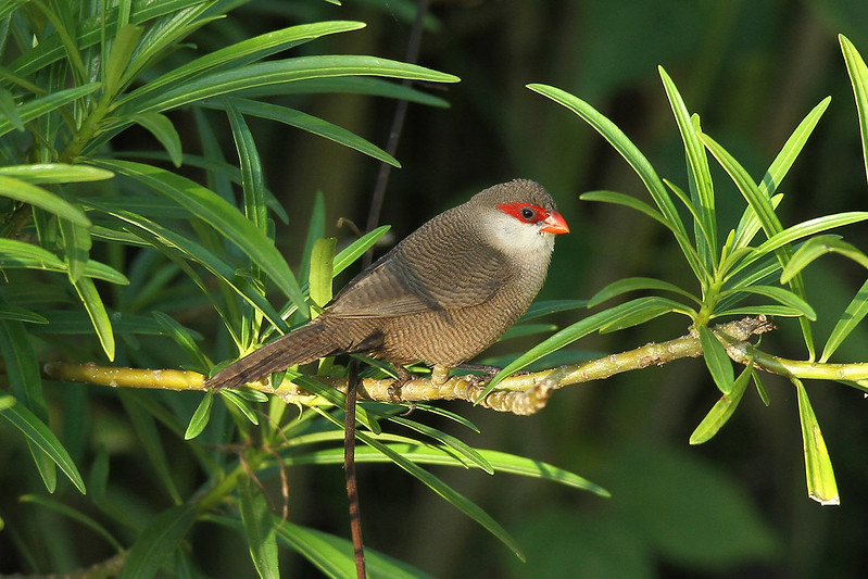 Uganda Bird Watching