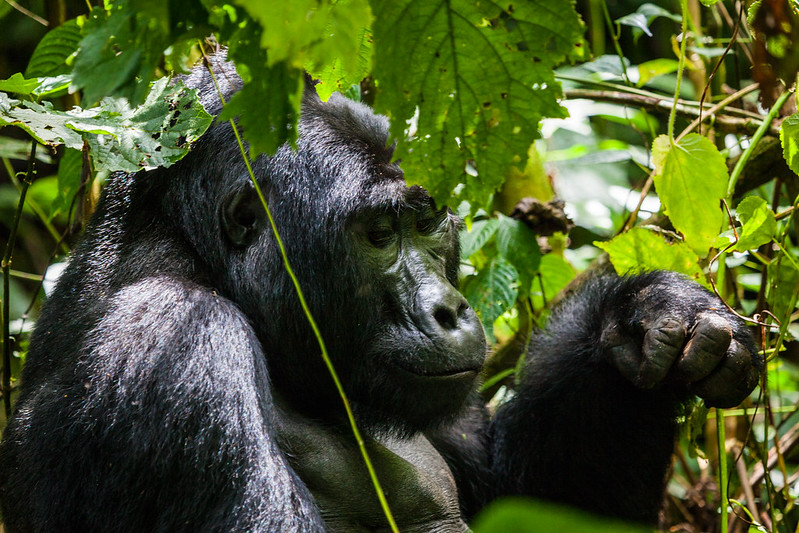 Uganda and Rwanda Gorilla Permits Booking