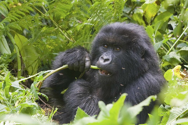 Volcanoes National Park Gorilla Trekking