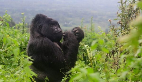 3 Days Congo Gorilla Tour