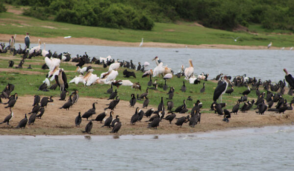 7-Days Uganda Birding Safari