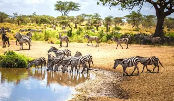 8 Days Classic Safari To Tanzania.
