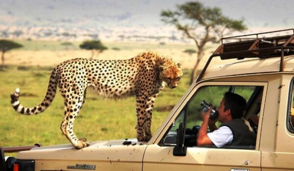 African Safari Tours