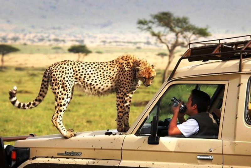 African Safari Tours