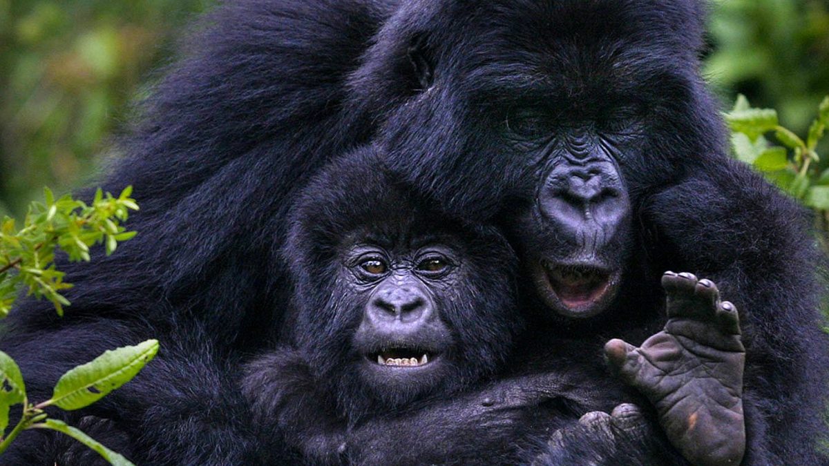 BEST PLACES TO SEE GORILLAS IN AFRICA.