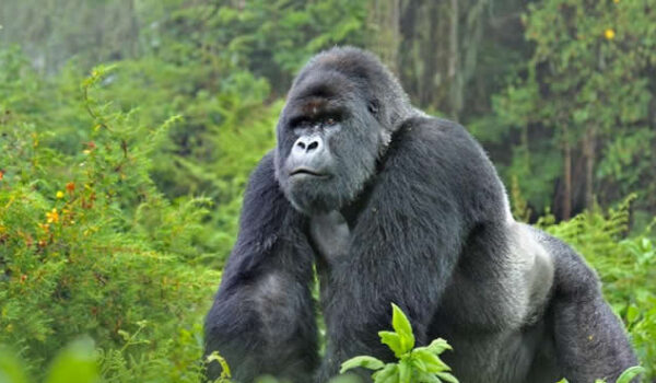 Benefits Of Gorilla Trekking In Uganda And Rwanda