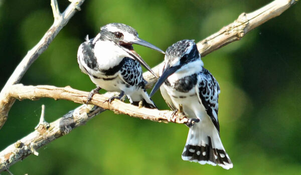 Birding Ecotours In Uganda