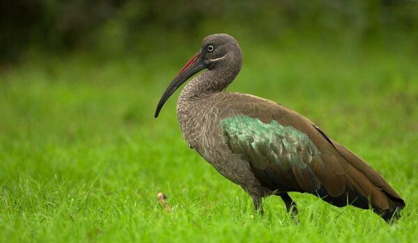 Birding In Kigali City