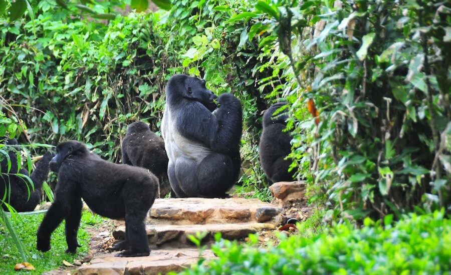 Bwindi Impenetrable National Park