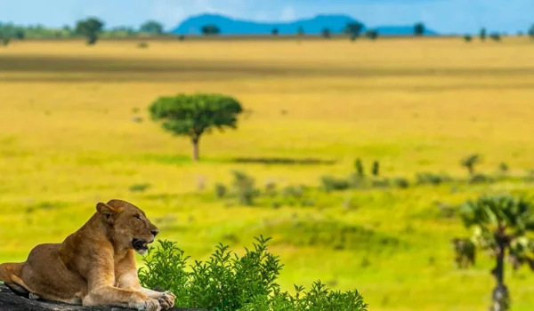 Campsites In Kidepo Valley National Park: Camping In Kidepo National Park