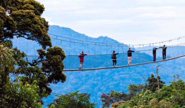 Canopy Walk In Nyungwe Forest