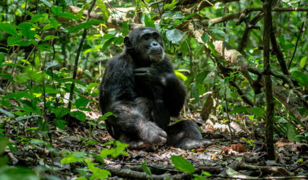 Chimpanzee Trekking In Rwanda