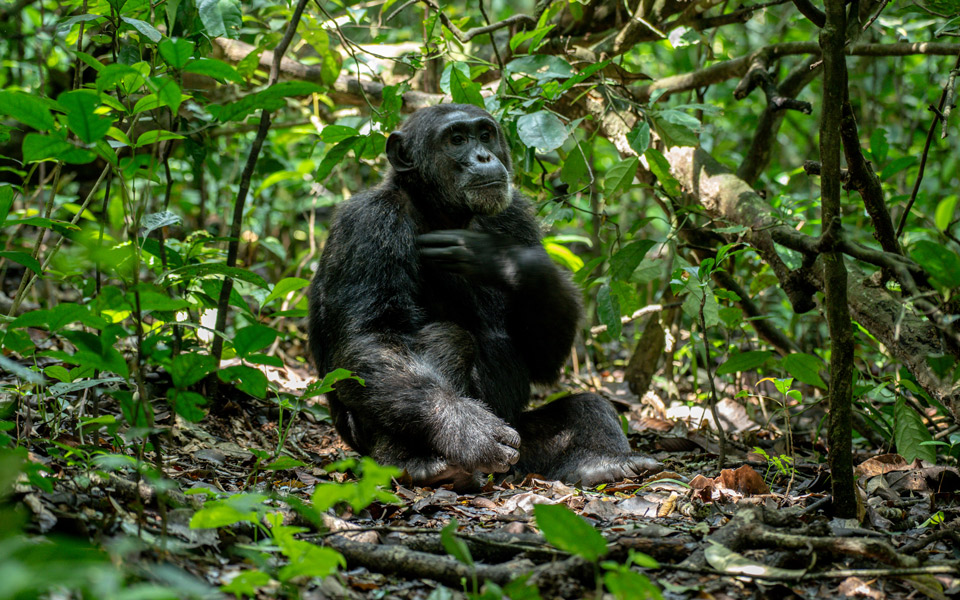 Chimpanzee tracking in Kibale Forest