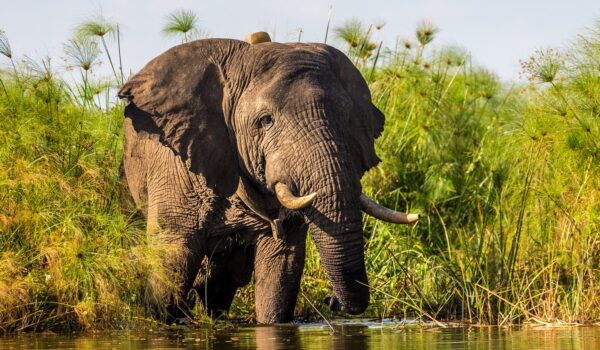 Elephants In Akagera National Park