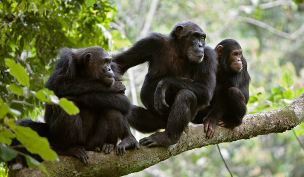 Facts About Chimpanzees