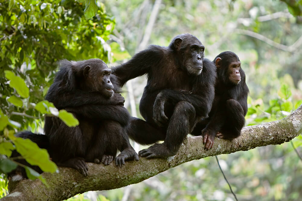 Facts About Chimpanzees - Monumental Expeditions and Safaris