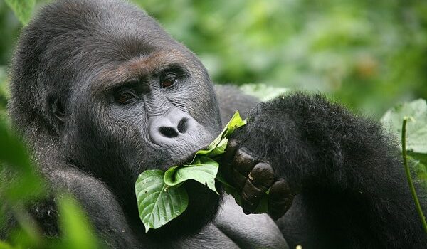 Facts About Mountain Gorilla Diet