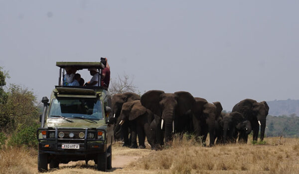 Game Drives In Akagera National Park