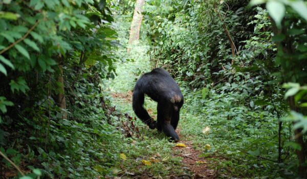 Gombe Stream National Park