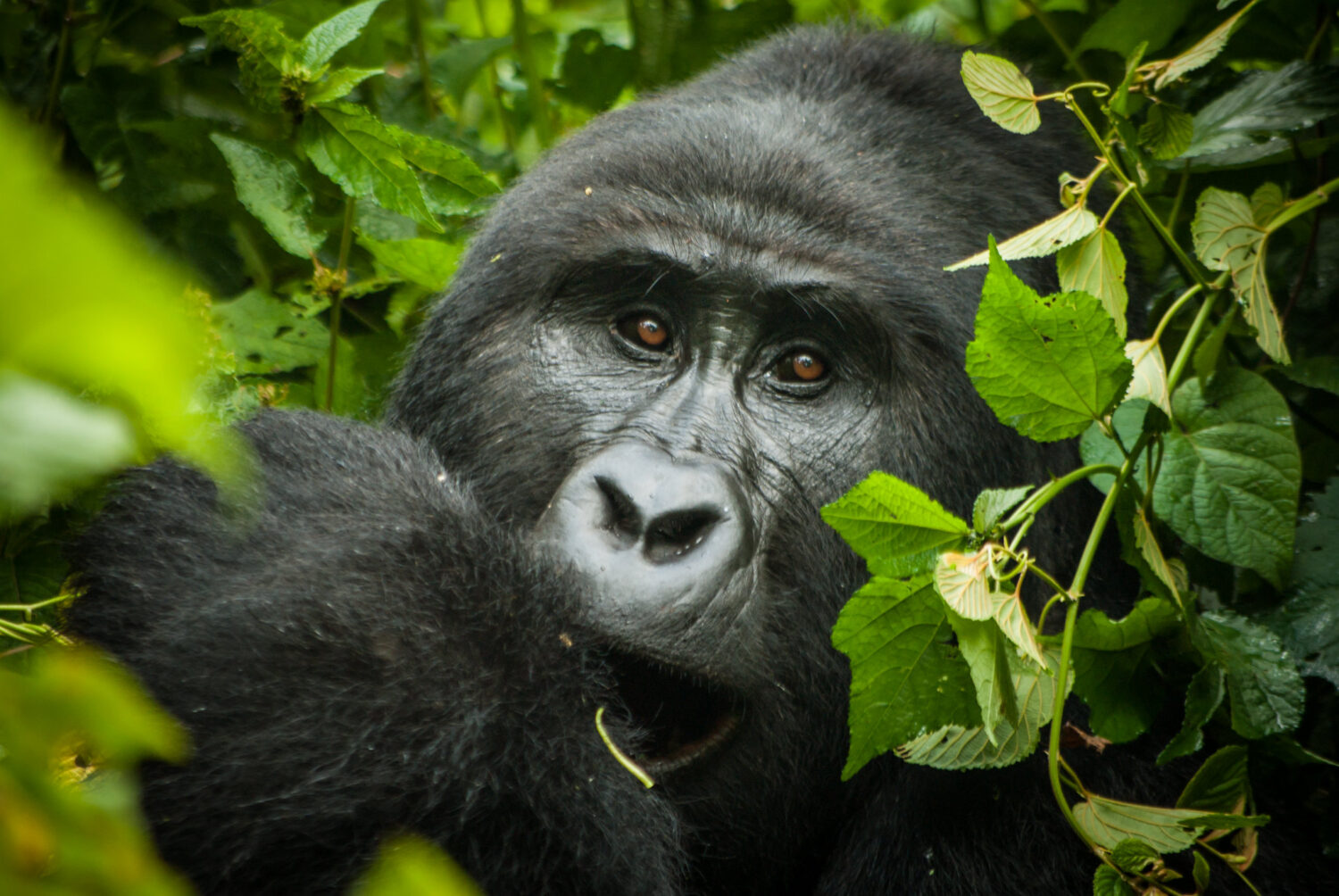 Gorilla Conservation in Uganda Rwanda and the Democratic Republic of Congo