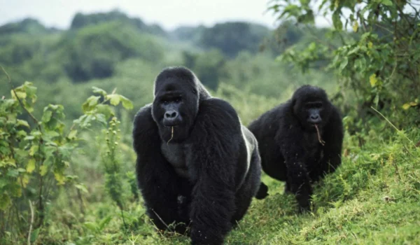 Gorilla Families In DR Congo