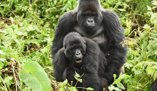 Gorilla Mating And Reproduction