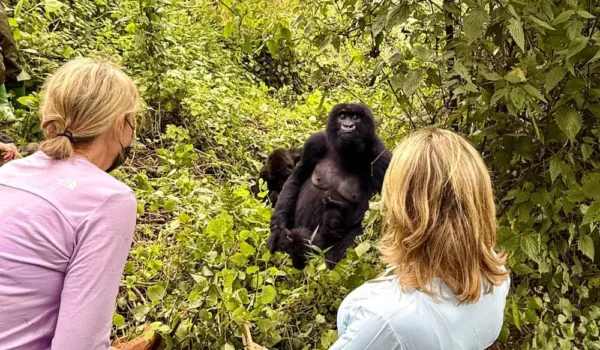 Gorilla Trekking Altitude Acclimatization And Elevation