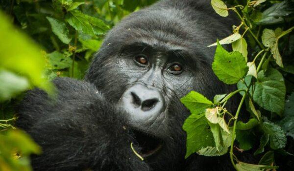 Gorilla Trekking Tours From South Africa