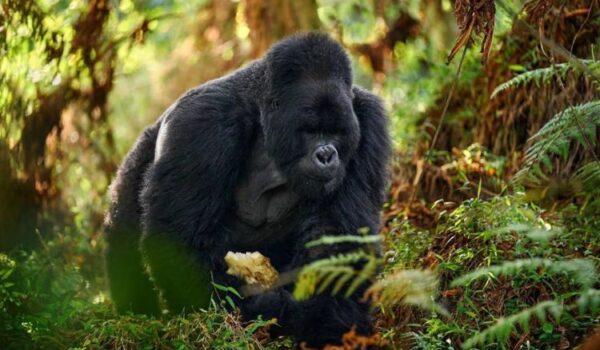 Gorilla Trekking Uganda